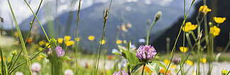 Bunte Blumenwiese vor Bergen