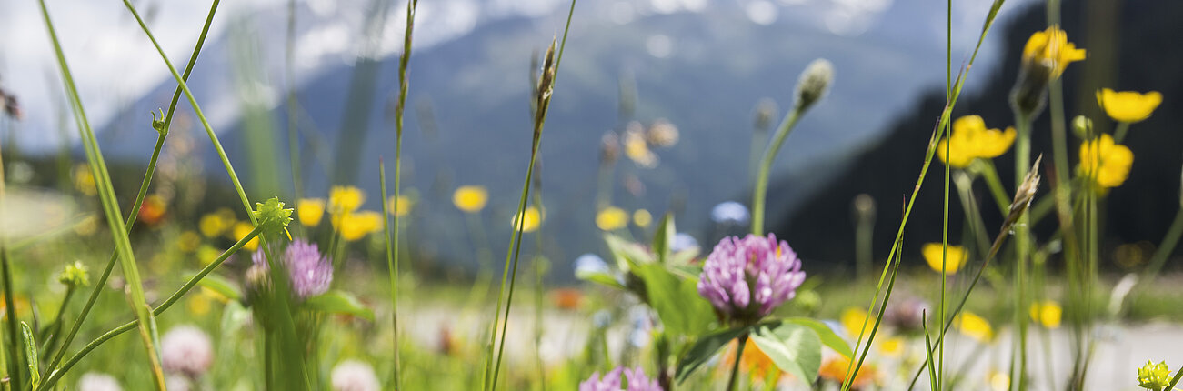 Bunte Blumenwiese vor Bergen