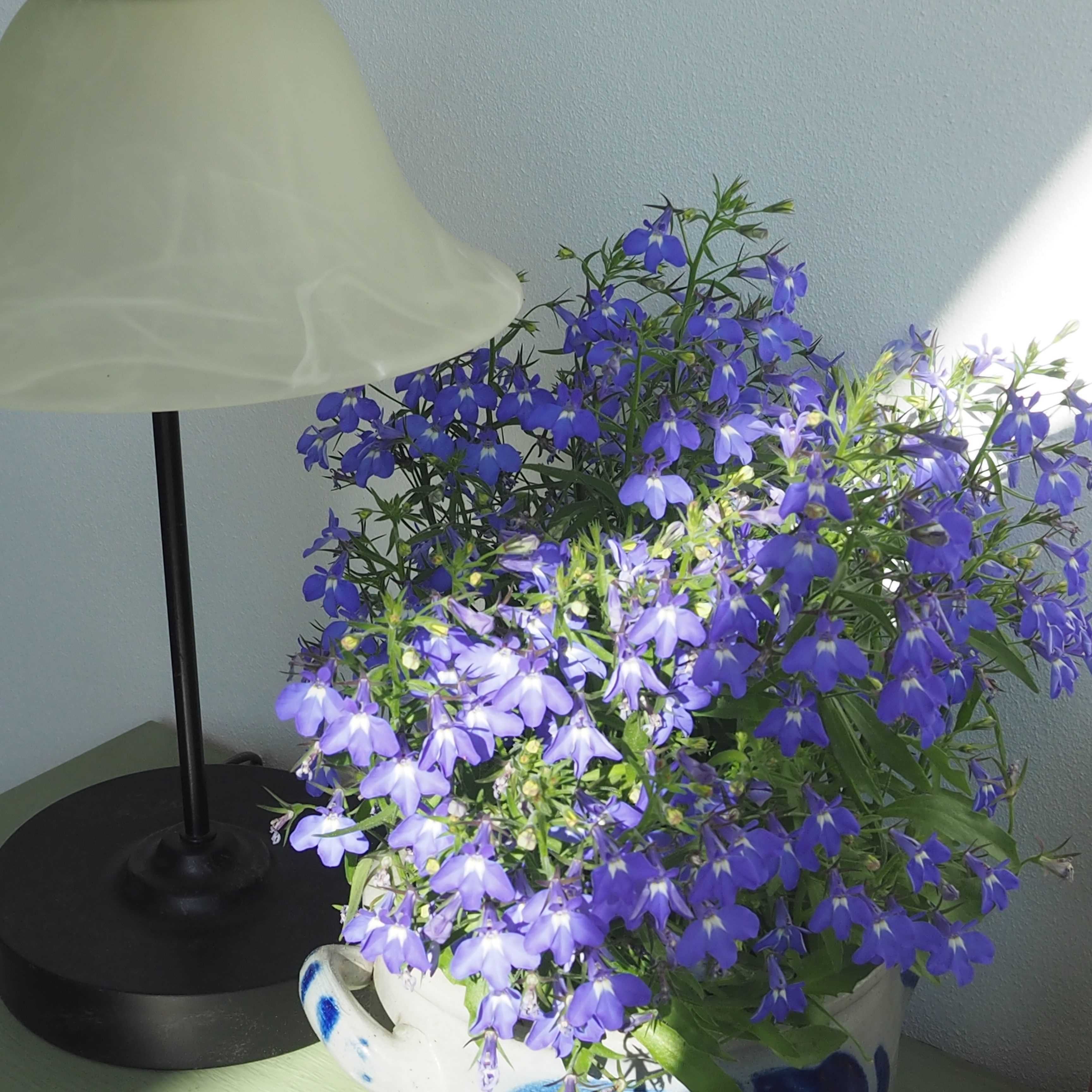 Blaue Blüte Leselampe Blaue Blüte Leselampe